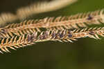 Saltmarsh fingergrass